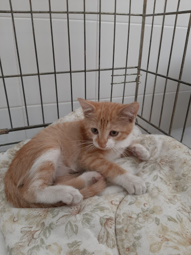 Medical pets - Thumbnail