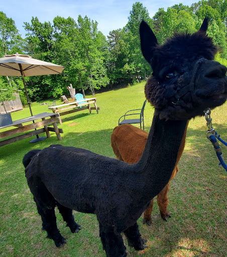 Buddy's Alpaca Farm - United States