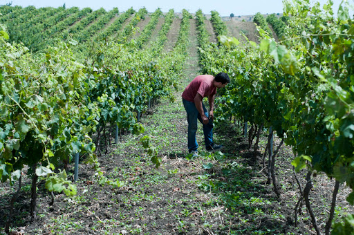 Valdibella Cooperativa Agricola - Thumbnail
