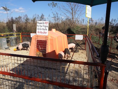 Green Meadows Farm Brooklyn