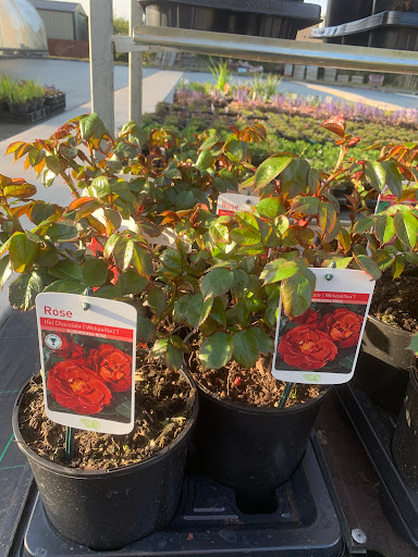 Boxtree Nursery And Garden Centre Gallery - United Kingdom