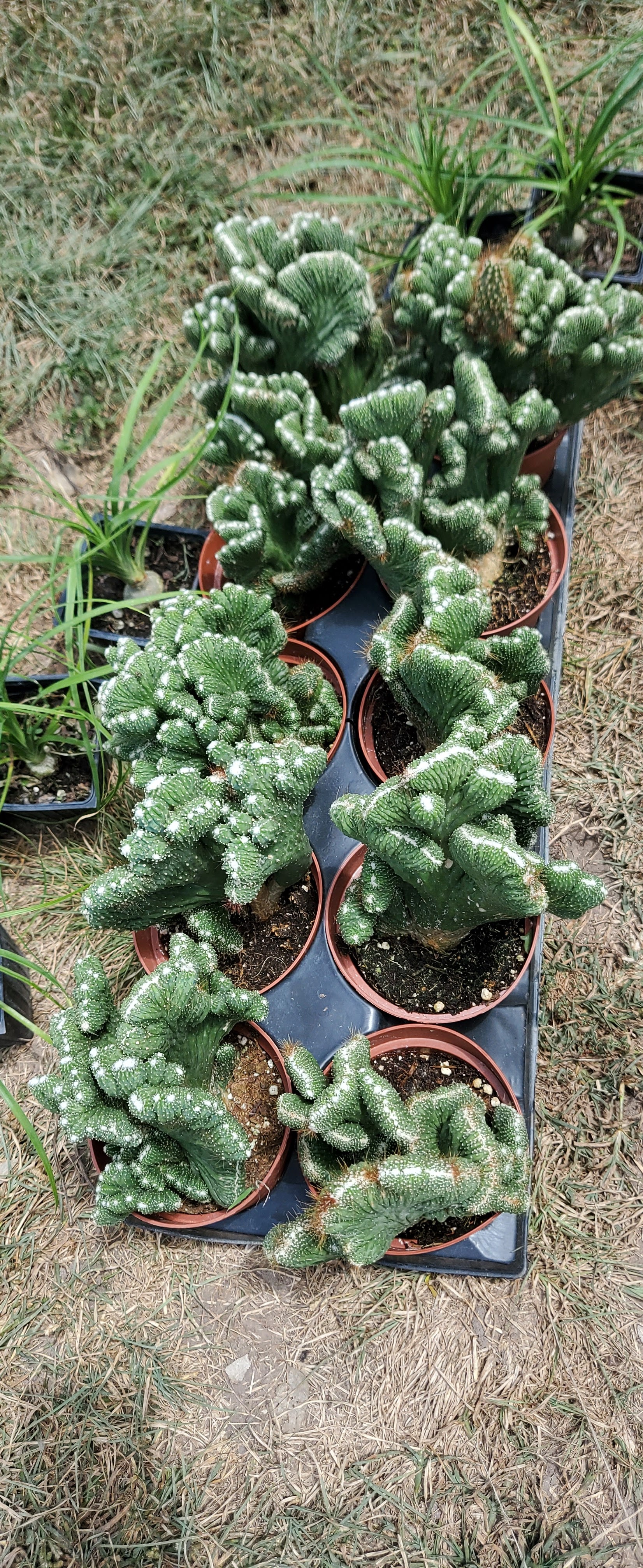 Mel's Nursery