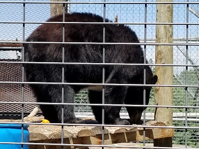 Yellowstone Wildlife Sanctuary