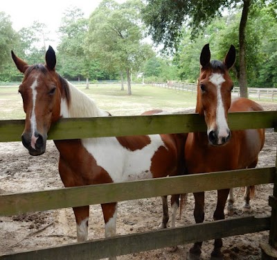 Angels Grove Ranch and Horse Rescue