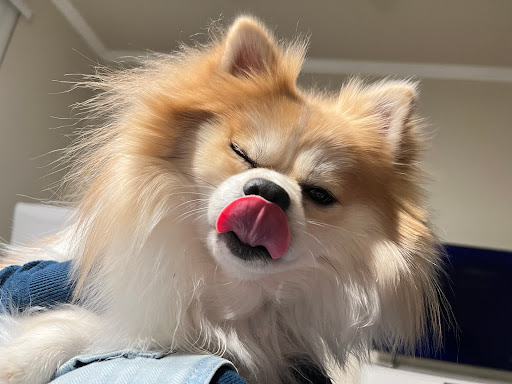 PetSmart Veterinary Services - Dublin