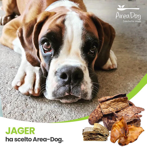 Area-Dog - Visual