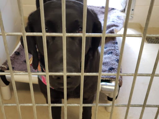 Flathead County Animal Shelter