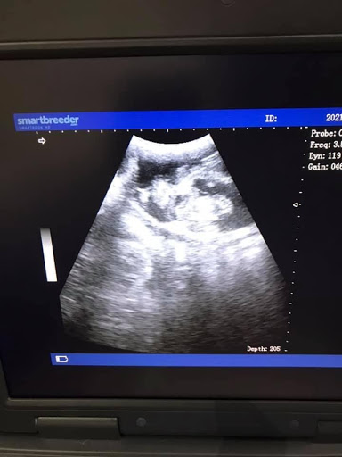 Animal Microchip Implantation and Pregnancy Ultrasound Scanning by Rachael - Thumbnail