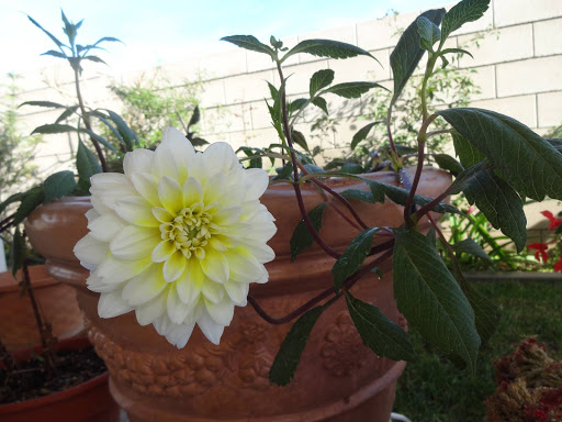 Abarrotes blanquita