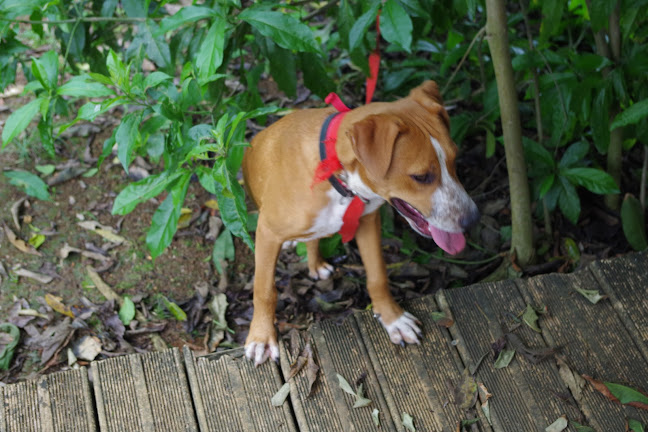 45 Lot Belles Vues De Convenance BAIE-MAHAULT, 97122, Guadeloupe