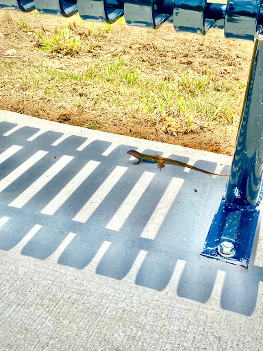 Schaefer Trail - Visual