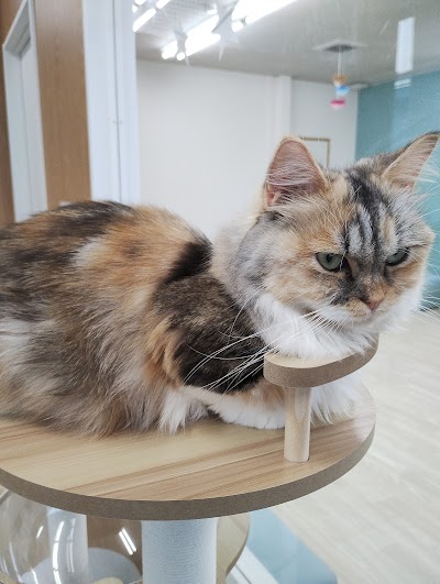 ANELLA CAFE【保護犬猫ふれあいカフェ】福井店