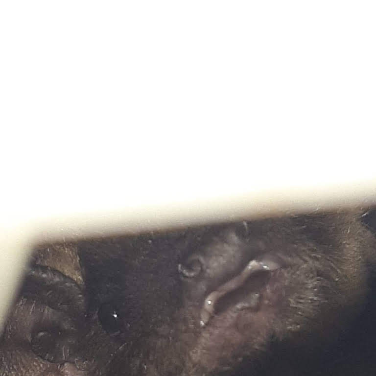 Batbusters Pest Control Service