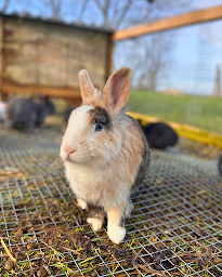 Photo n°3 de EARL BIO COCHON à Mauron (Ferme pédagogique)