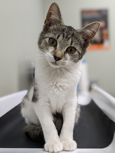 North Branch Animal Hospital - Thumbnail