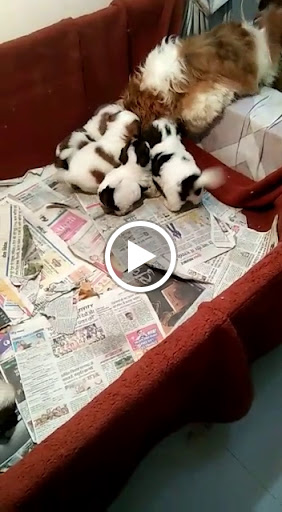 🐩 Shithzu puppy's available in indore mp. post image