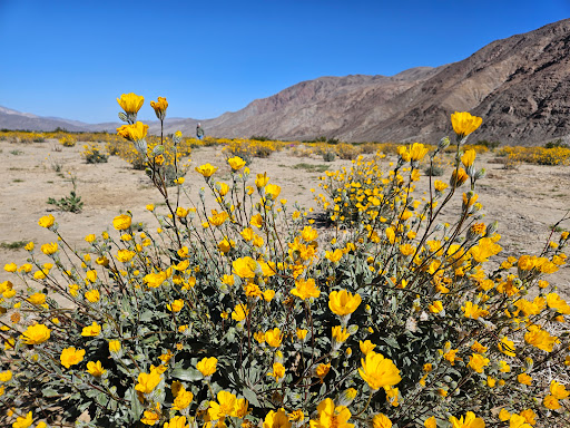 Coyote Canyon Wildflowers Spot Gallery - United States