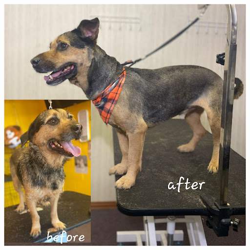 Puppy Palace Dog Grooming Salon & Mobile - Thumbnail