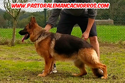 Criador pastor alemany - Thumbnail