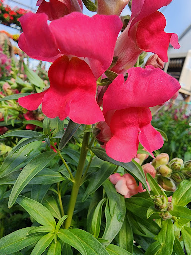 Miller Flowers Greenhouse & Garden Center - Thumbnail