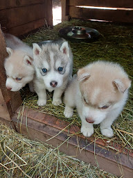 Photo n°6 de La Grande Vallée Blanche à Condat (Village de vacances)