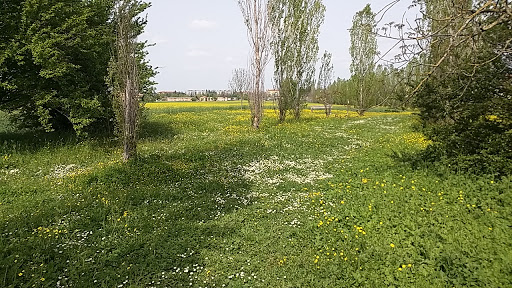 Area cani - Visual