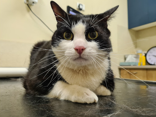 Fitzroy Vet Hospital - Thumbnail