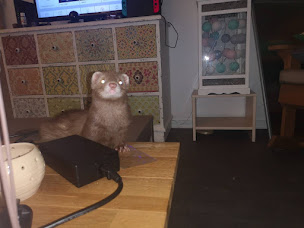 Photo n°13 de Mille et un furets à Montlebon (Éleveur)