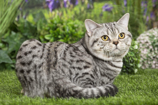 Chatterie Dicxiland: élevage chatons Scottish Fold, British, American Shorthair, Pedigree Gallery - France