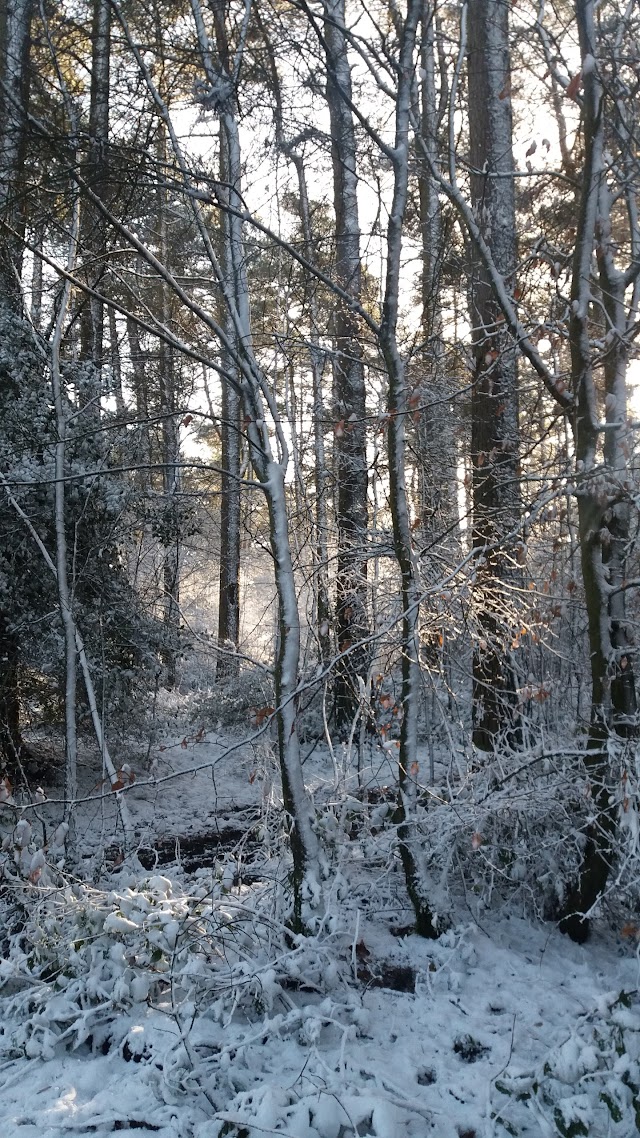 National Trust - Black Down