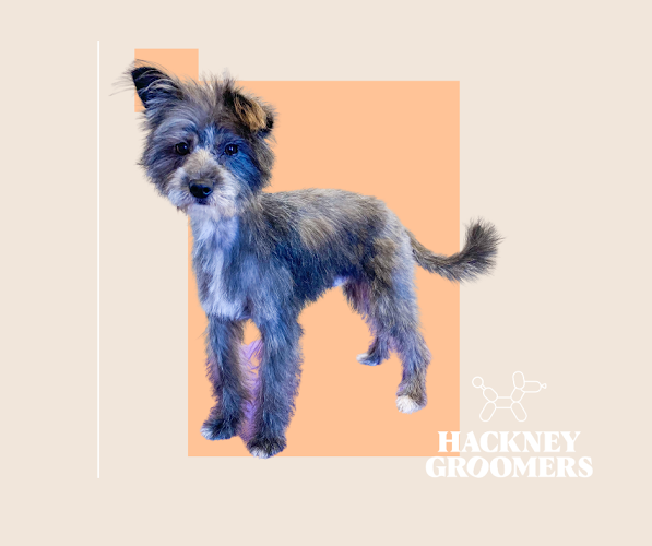 Hackney Groomers - Dog trainer