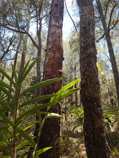 Millstream Conservation Park - Visual