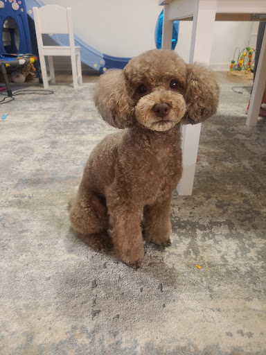 Mong Mong Pet Salon & Spa - Thumbnail