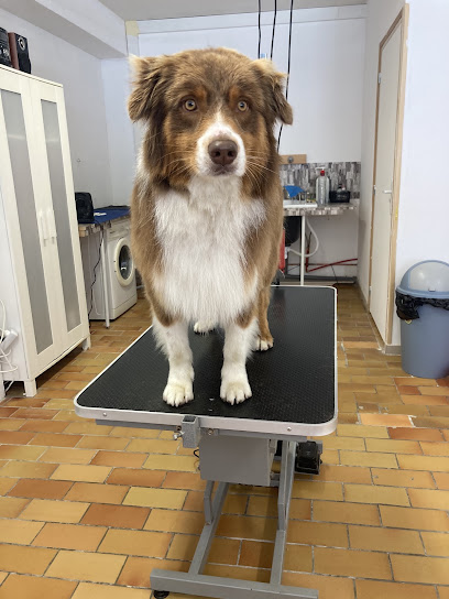 toilettage canin Garlin