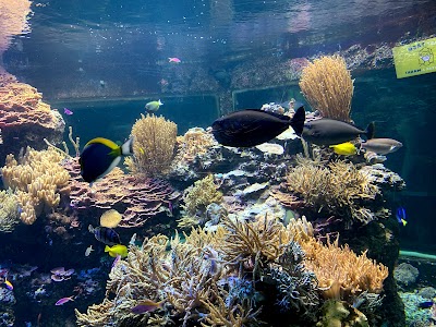 Suzanne & Walter Scott Aquarium