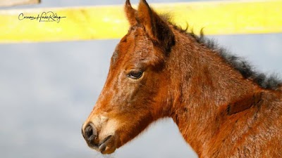 Caravan Horse Riding Albania