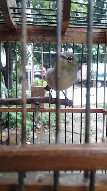 Kios ABANG BIRD SHOP, Author: Widya Ahmad