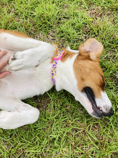 Lexington County Animal Services