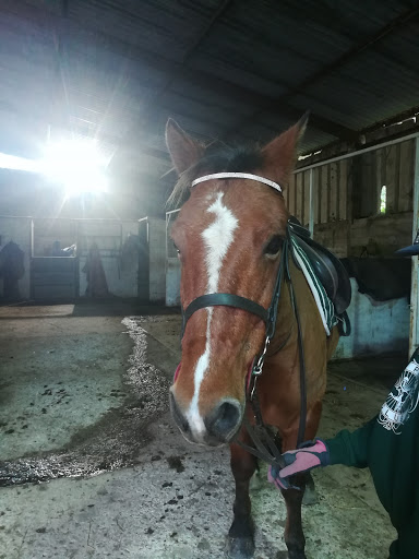 Newton Ferrers Equus - Thumbnail
