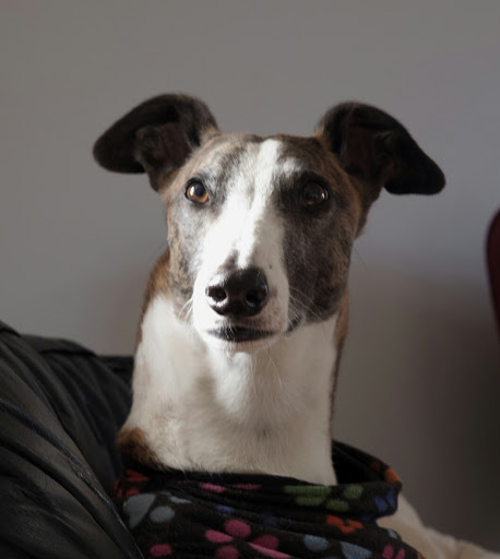 Holisticvet Ltd. - United Kingdom