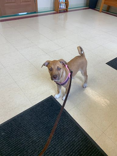 Animal Medical Center of Lapeer - Thumbnail