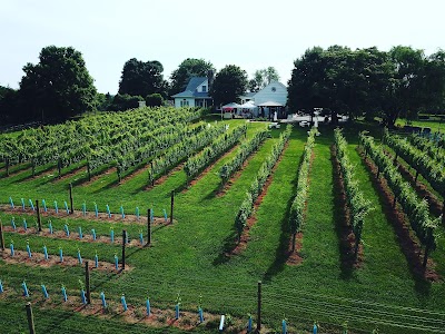 Montifalco Vineyard