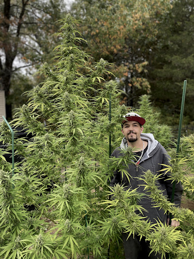 Wautoma cannabis queen llc - Thumbnail