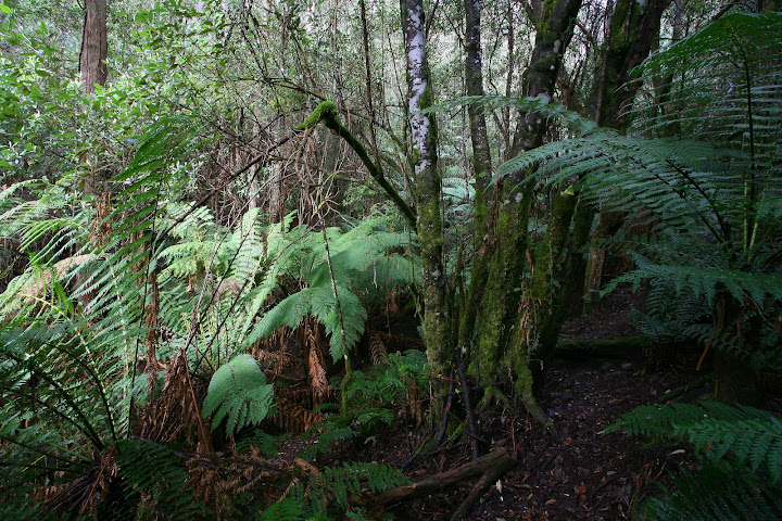 Silver Ridge Retreat by null