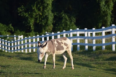 Carousel Park