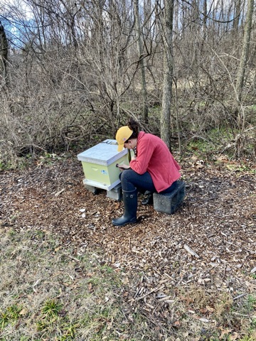 The Honey Bee Tree (Honey + Rescue & Removal Services)