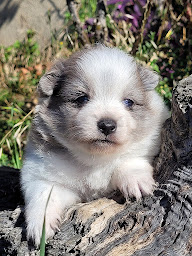 Photo n°17 de ELEVAGE DES MONTS DE L HERMITAGE à Céron (Pension pour chiens)