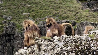 Photos of Simien Mountains National Park