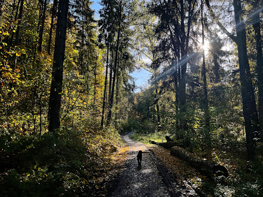 Wald Oberdürrbach