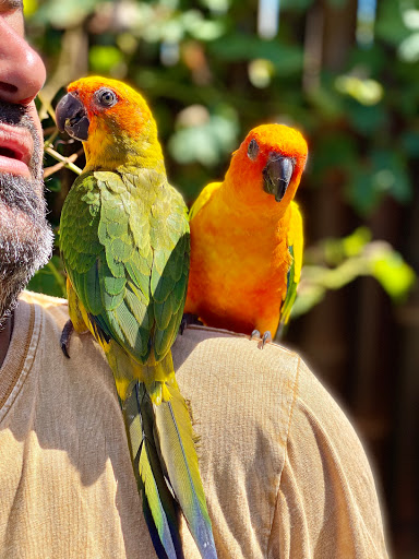 Sebah's Birds Gallery - Australia